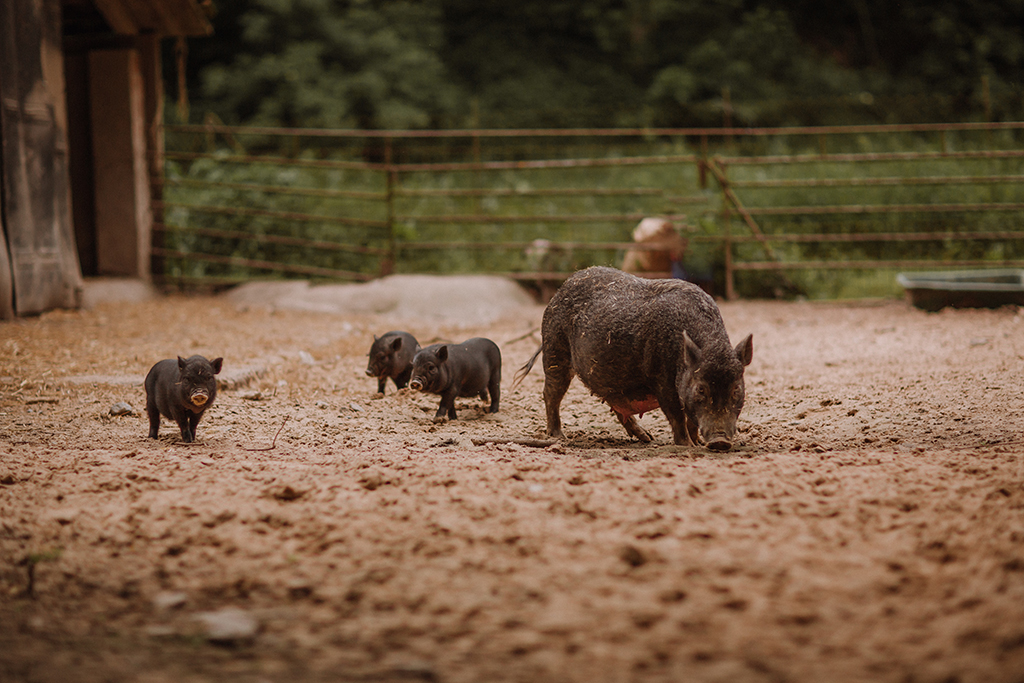 Bauernhof familien fotoshooting mit ferkel und schweinen